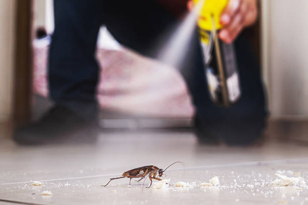 Trusted Ruidoso Downs, NM Pest Control Experts